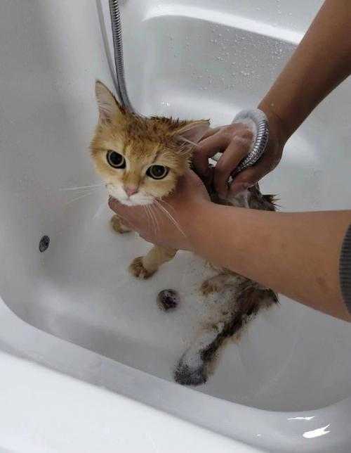 给猫咪洗澡的步骤（猫咪怎么洗澡才正确）