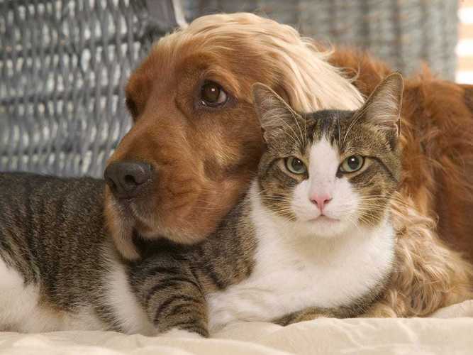 猫和狗的饲养方法（新手适合养什么猫）